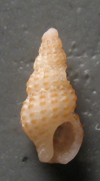 Famiglia Buccinidae: il genere Chauvetia